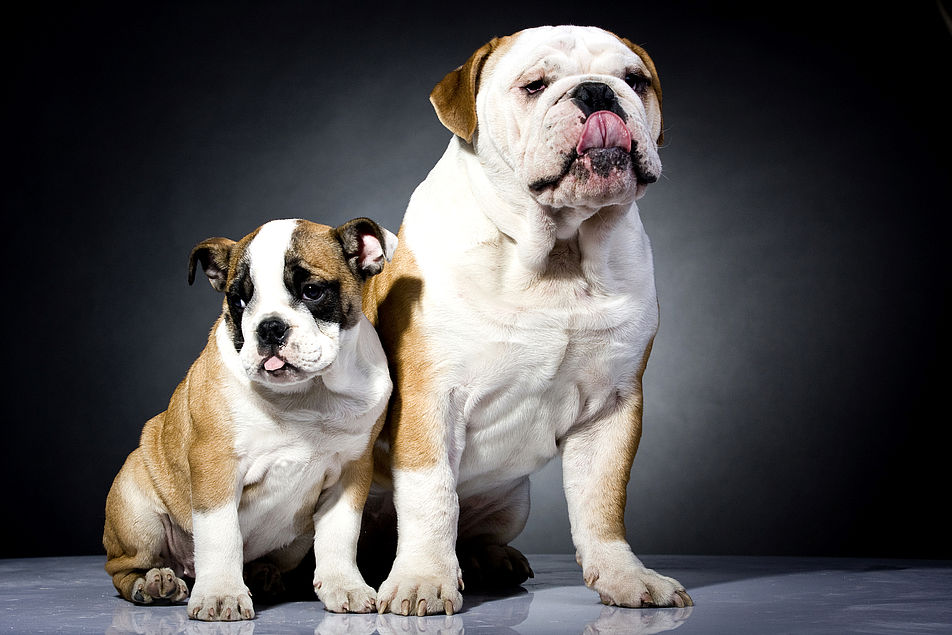 Zwei Hunde im Studio.